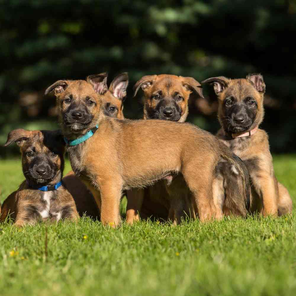 Belgian Shepherd Puppies for Sale