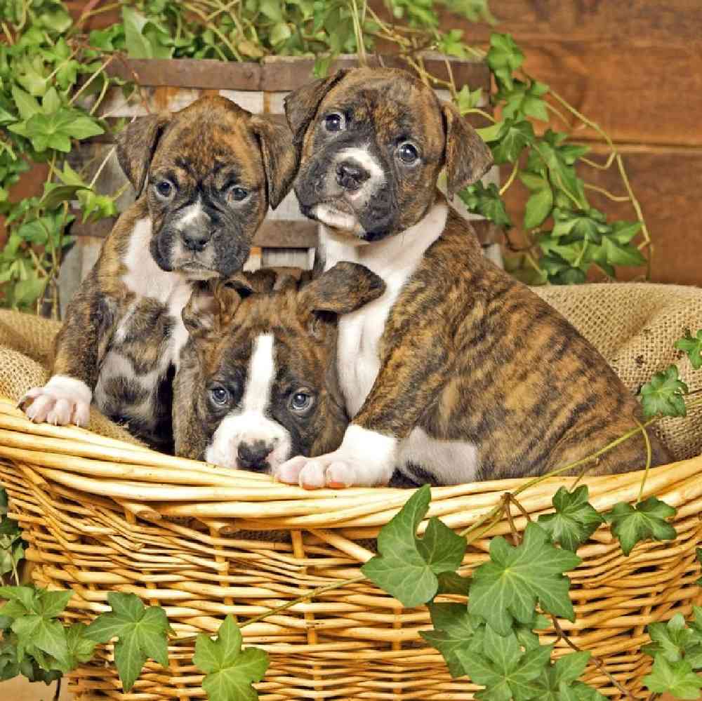 Boxer Puppies for Sale