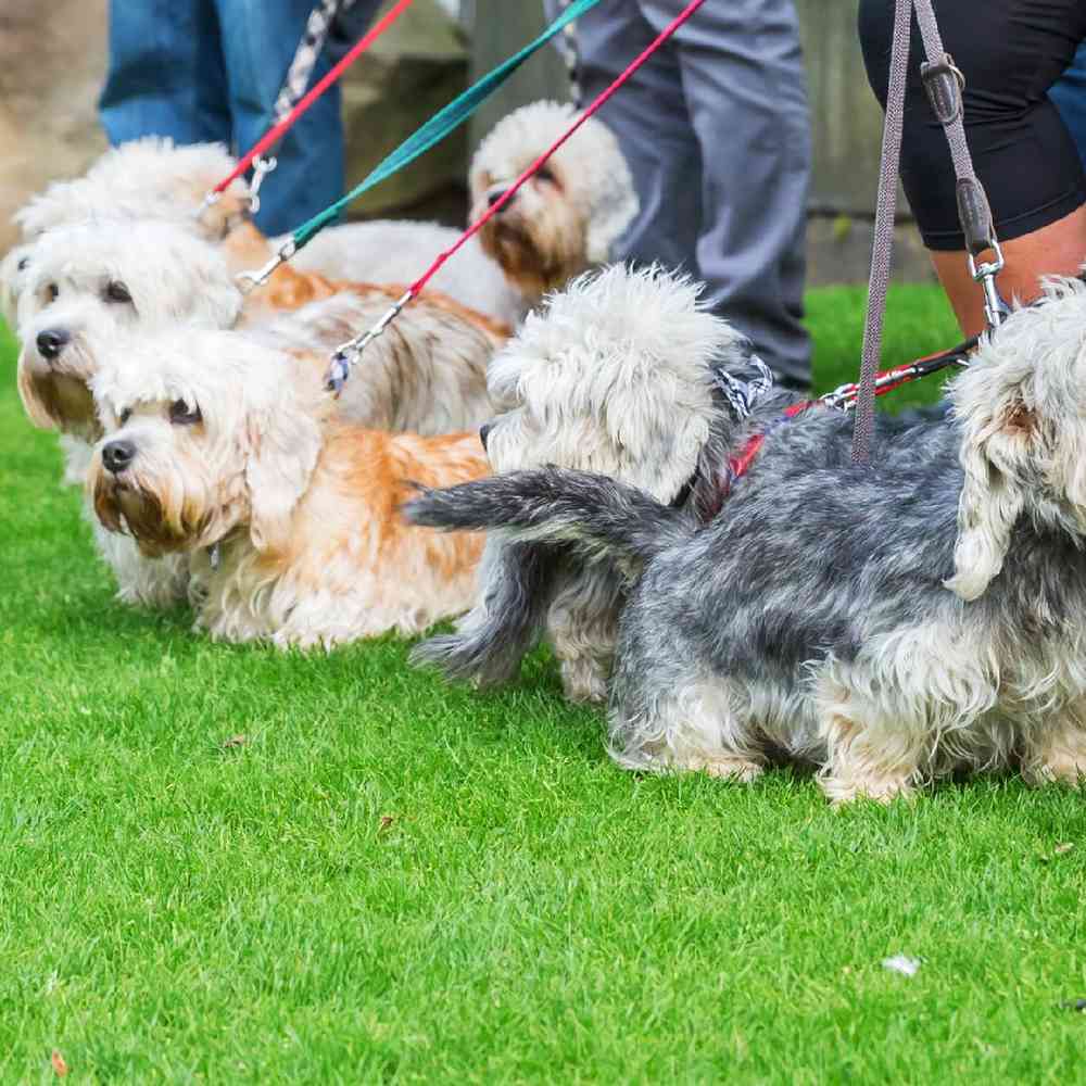 Dandie Dinmont Terrier Puppies for Sale