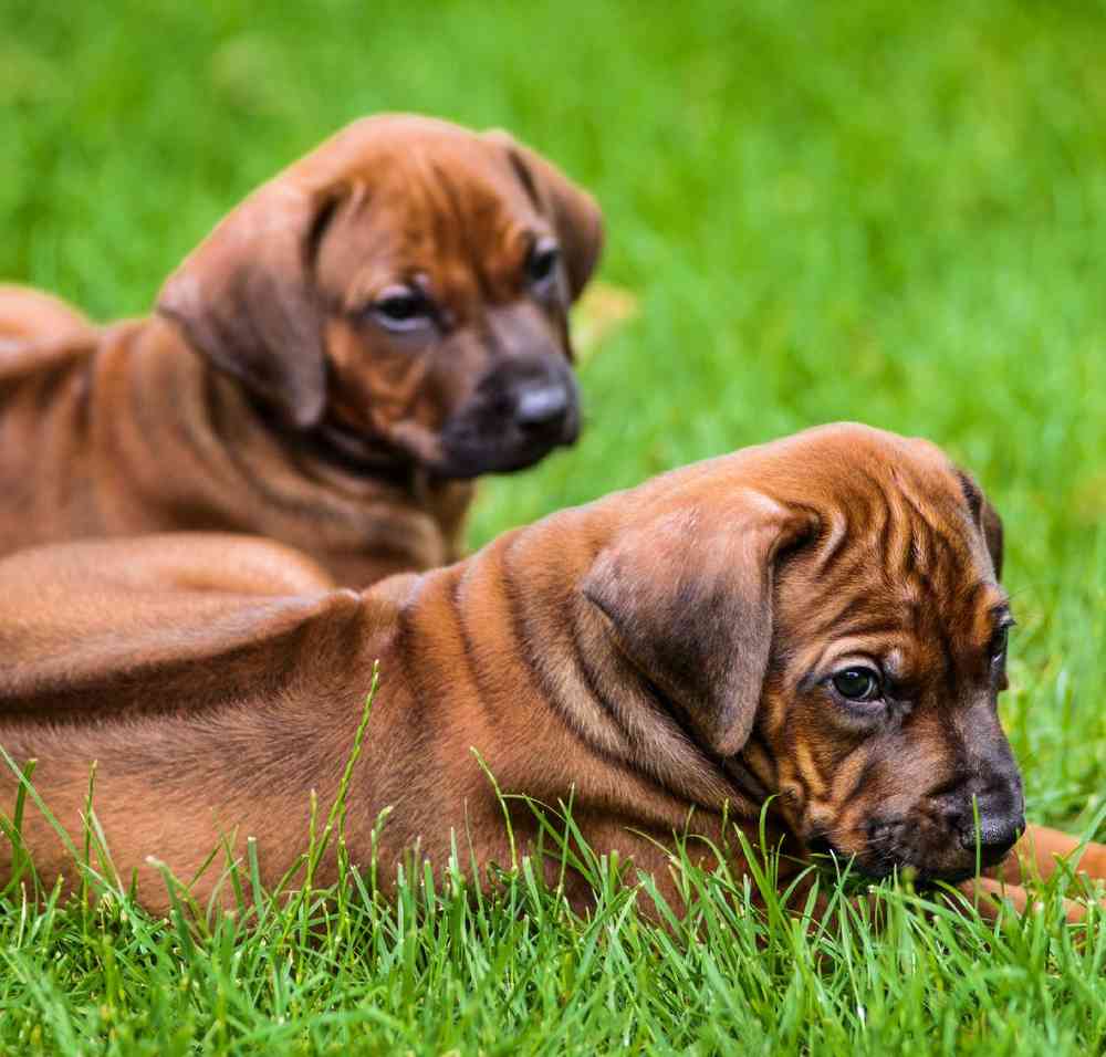 Rhodesian Ridgeback Puppies for Sale