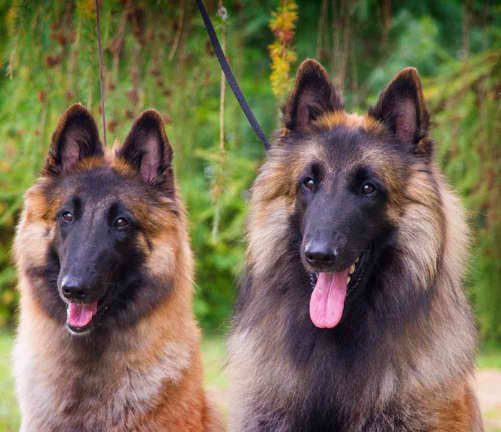 Belgian Tervuren Puppies for Sale