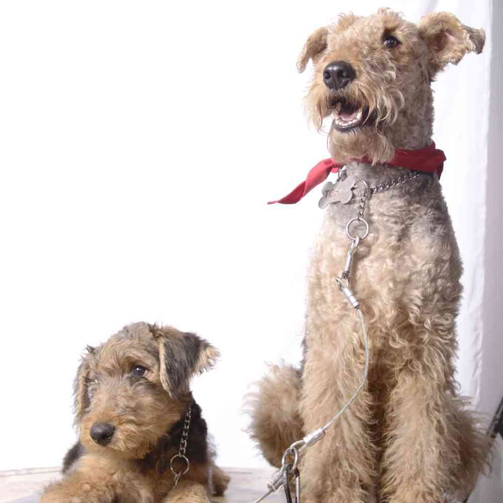 Airedale Terrier Puppies for Sale