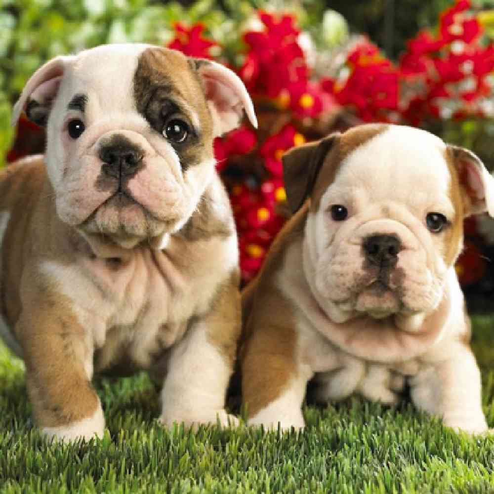 Victorian Bulldog Puppies for Sale