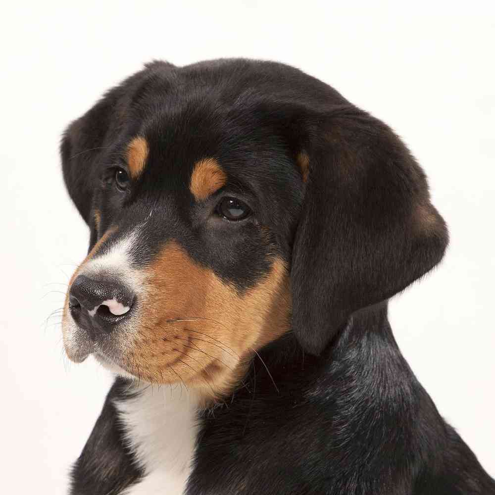 Greater Swiss Mountain Dog Puppies for Sale