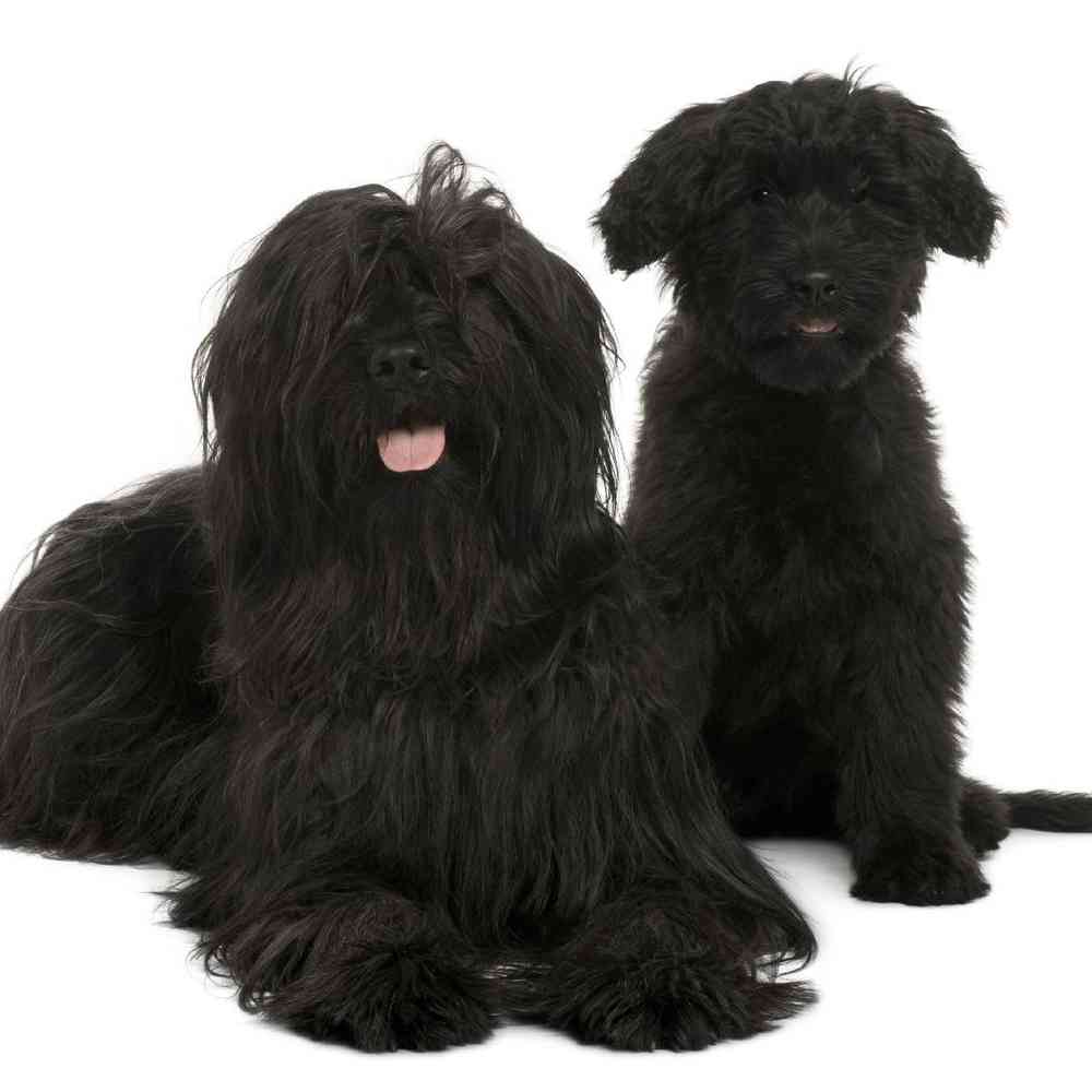 Briard Puppies for Sale