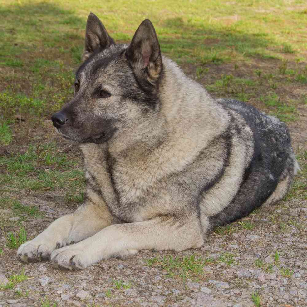 Norwegian Elkhound Puppies for Sale