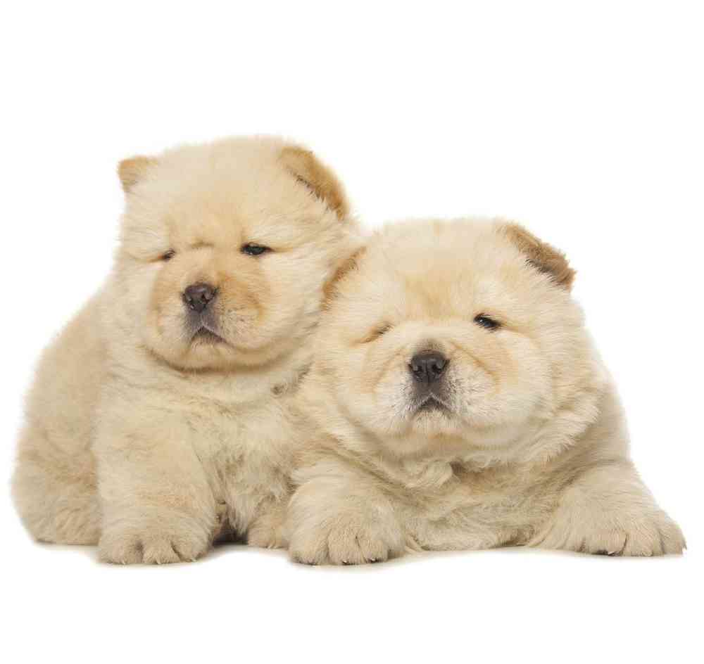 Chow Chow Puppies for Sale