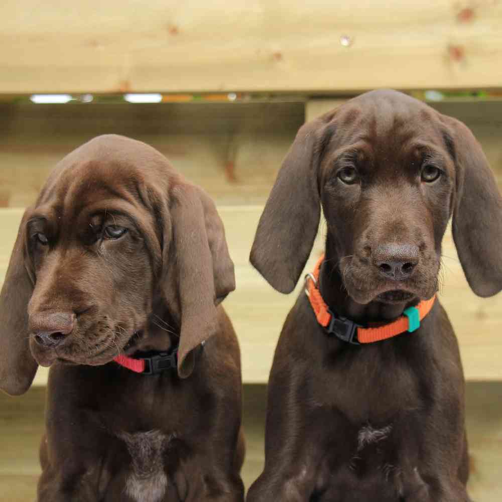 German Shorthaired Pointer Puppies for Sale