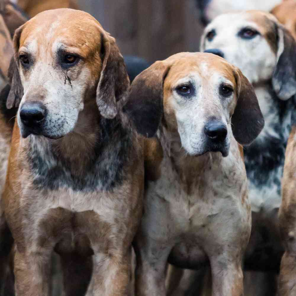 English Foxhound Puppies for Sale