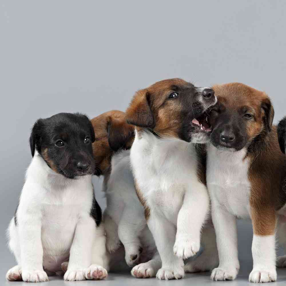 Smooth Fox Terrier Puppies for Sale