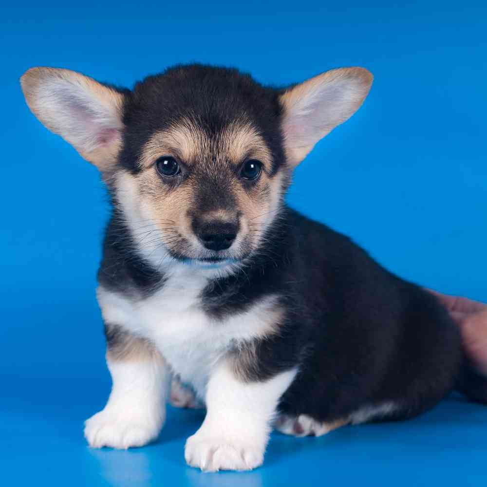 Pembroke Welsh Corgi image