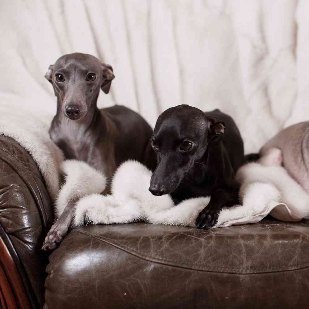 Greyhound Puppies for Sale