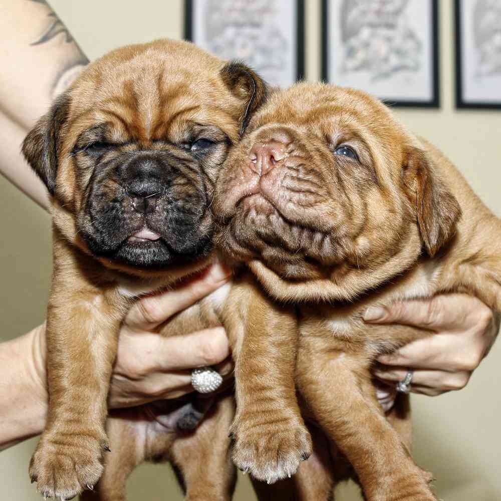 Dogue De Bordeaux Puppies for Sale