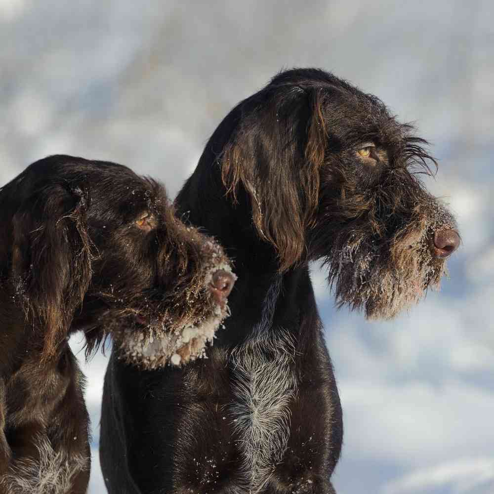 German Wirehair Pointer Puppies for Sale