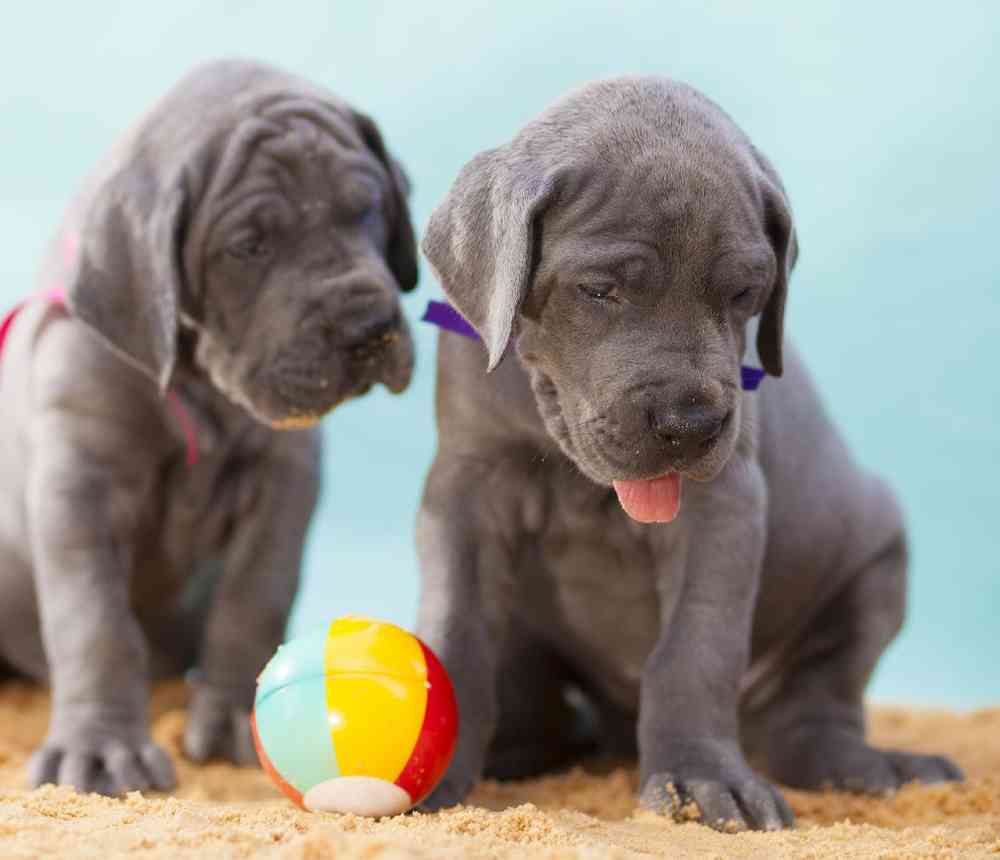 Great Dane Puppies for Sale