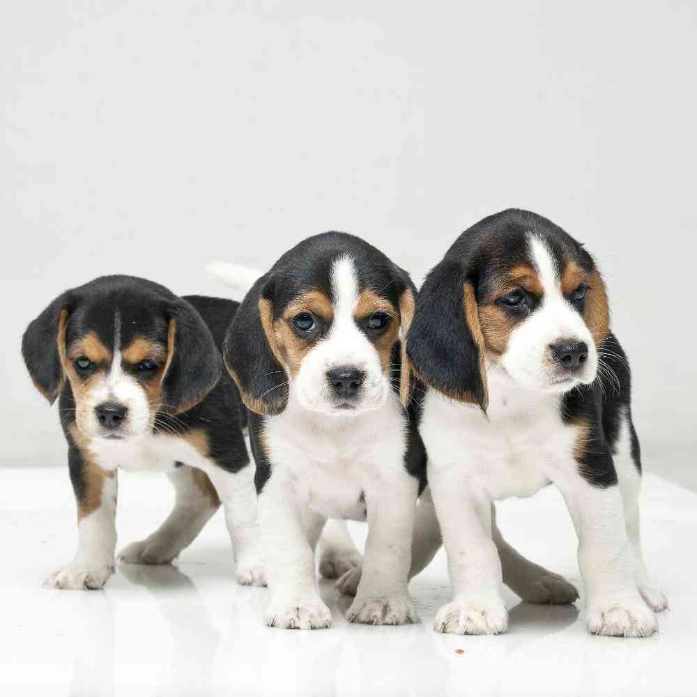 Beagle Puppies for Sale