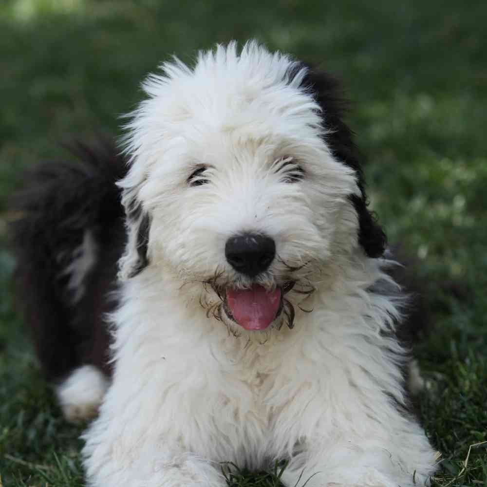 Old English Sheepdog Puppies for Sale