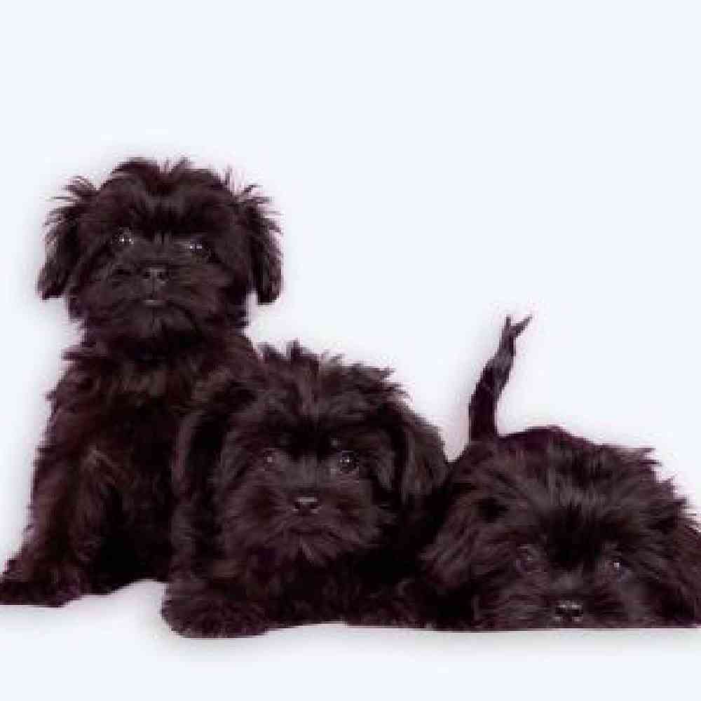 Affenpinscher Puppies for Sale