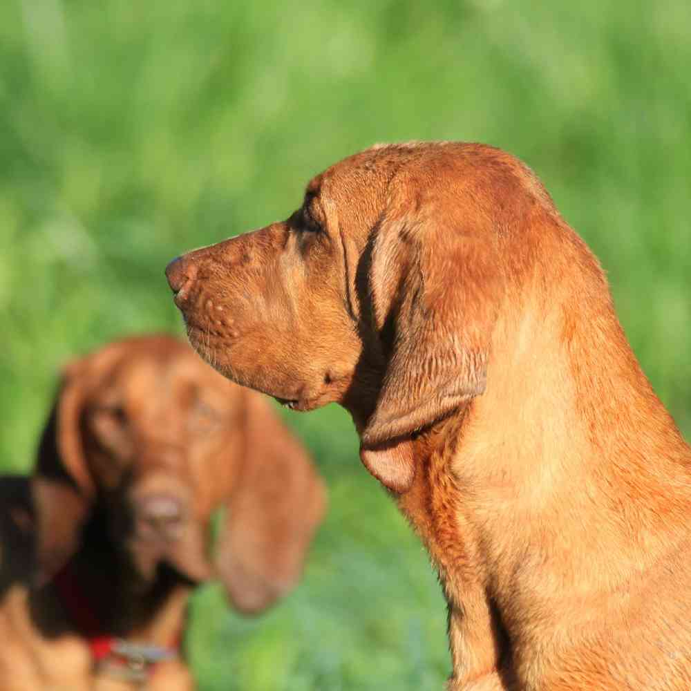 American Coonhound Puppies for Sale