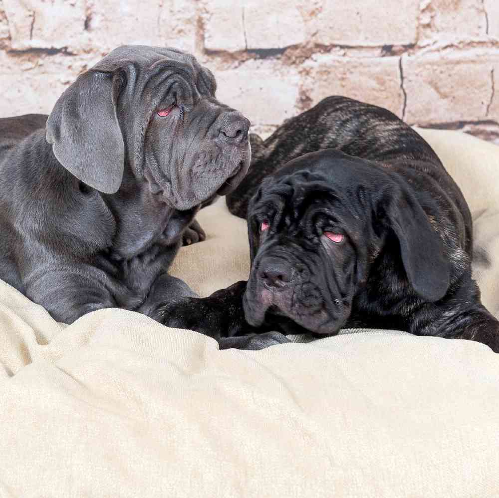 Neopolitan Mastiff Puppies for Sale