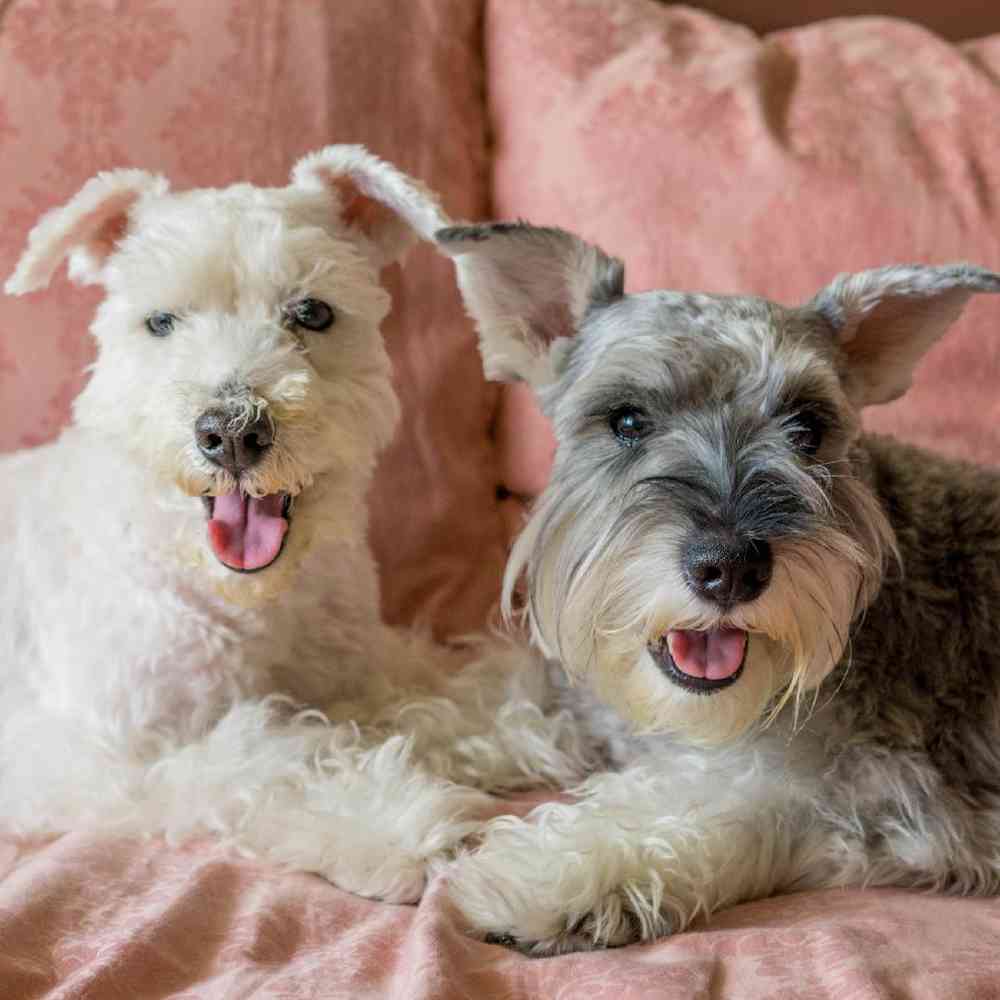 Mini Schnauzer image