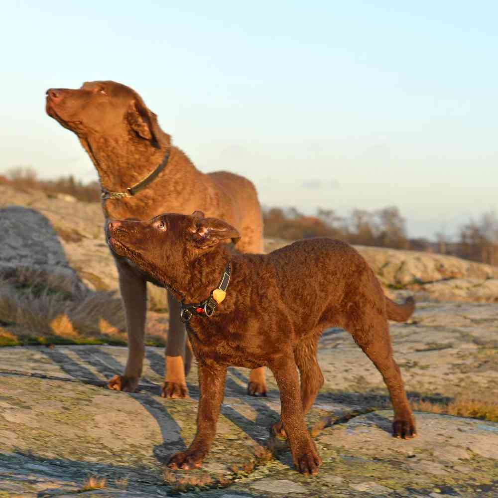 Chesapeake Bay Retriever Puppies for Sale