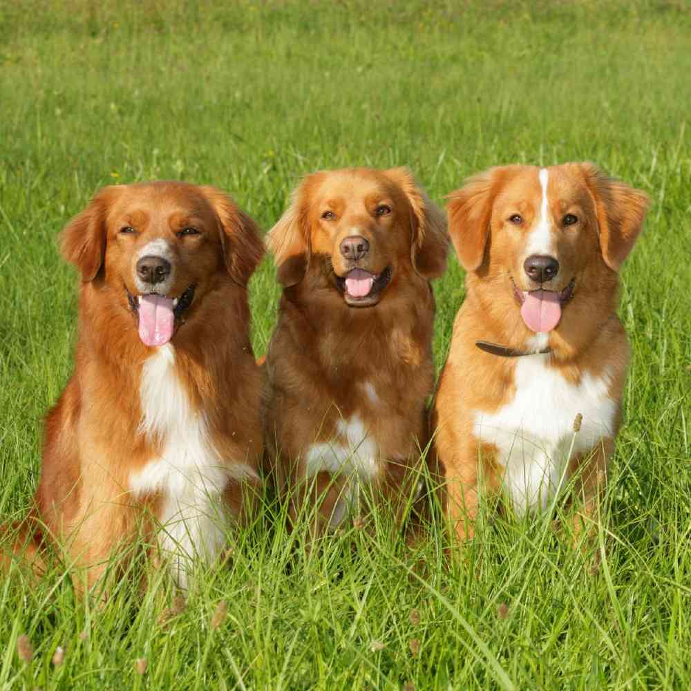 Nova Scotia Duck Tolling Retriever Puppies for Sale