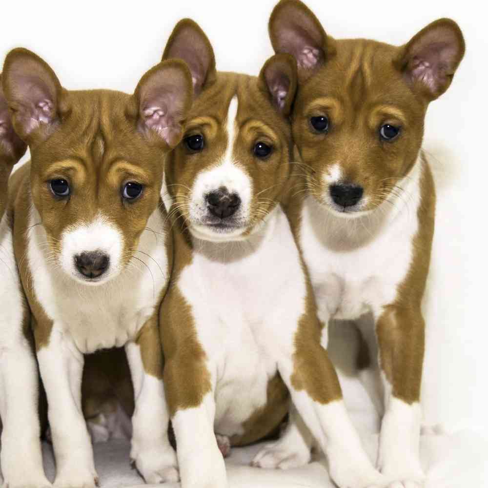 Basenji Puppies for Sale