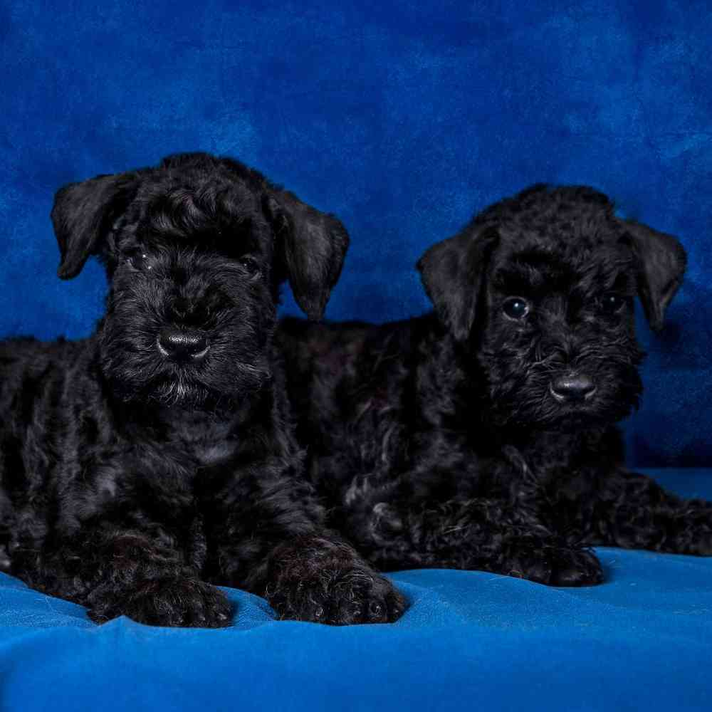 Kerry Blue Terrier Puppies for Sale