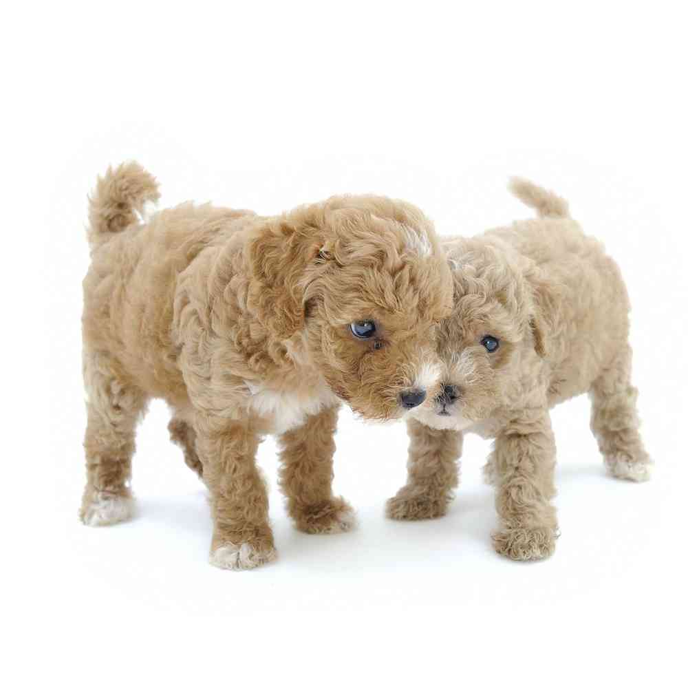 Mini Poodle image