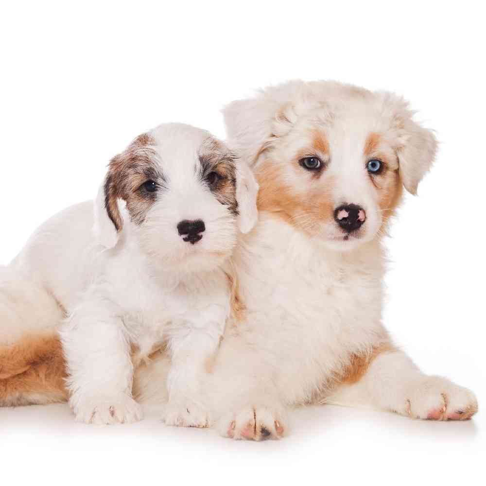 Sealyham Terrier Puppies for Sale