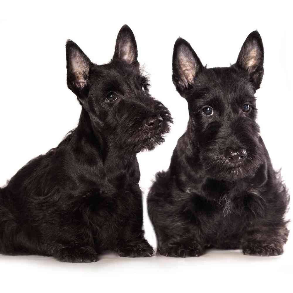 Scottish Terrier Puppies for Sale