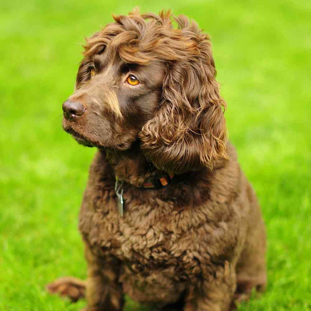 Boykin Spaniel Puppies for Sale