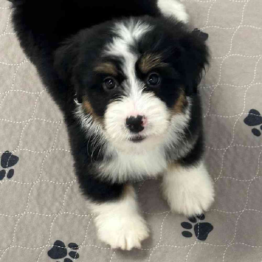 Mini Bernedoodle image