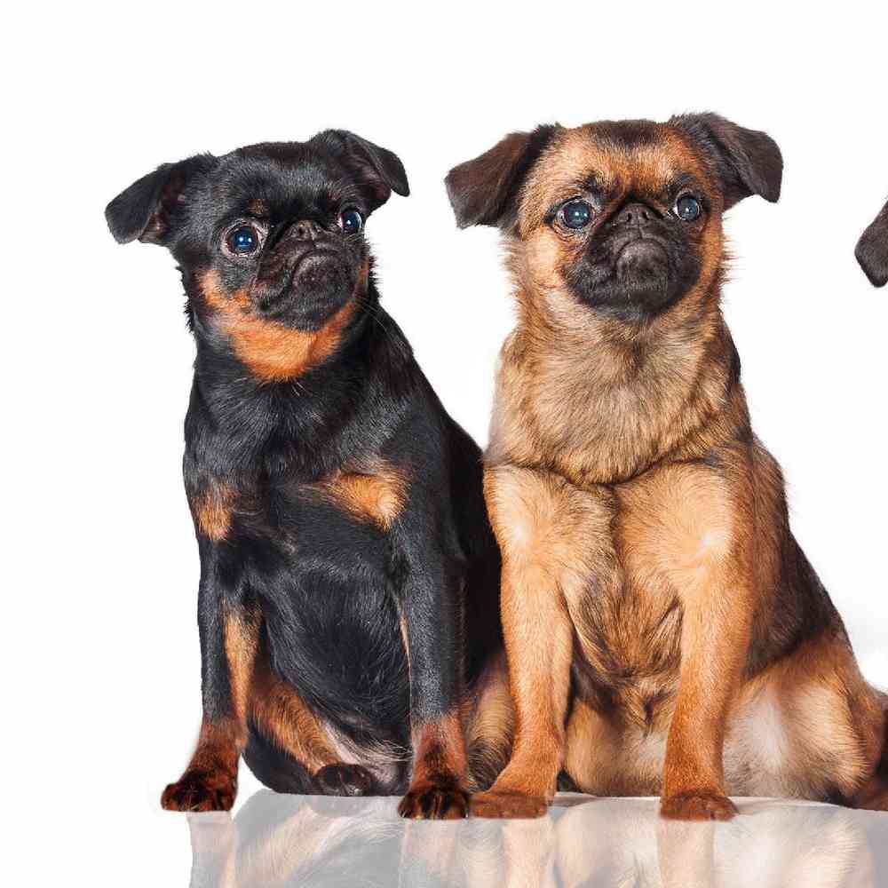 Brussels Griffon Puppies for Sale