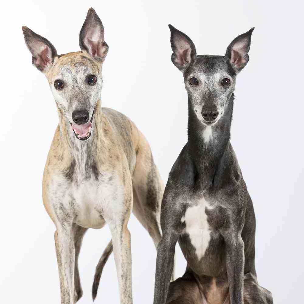 Whippet Puppies for Sale