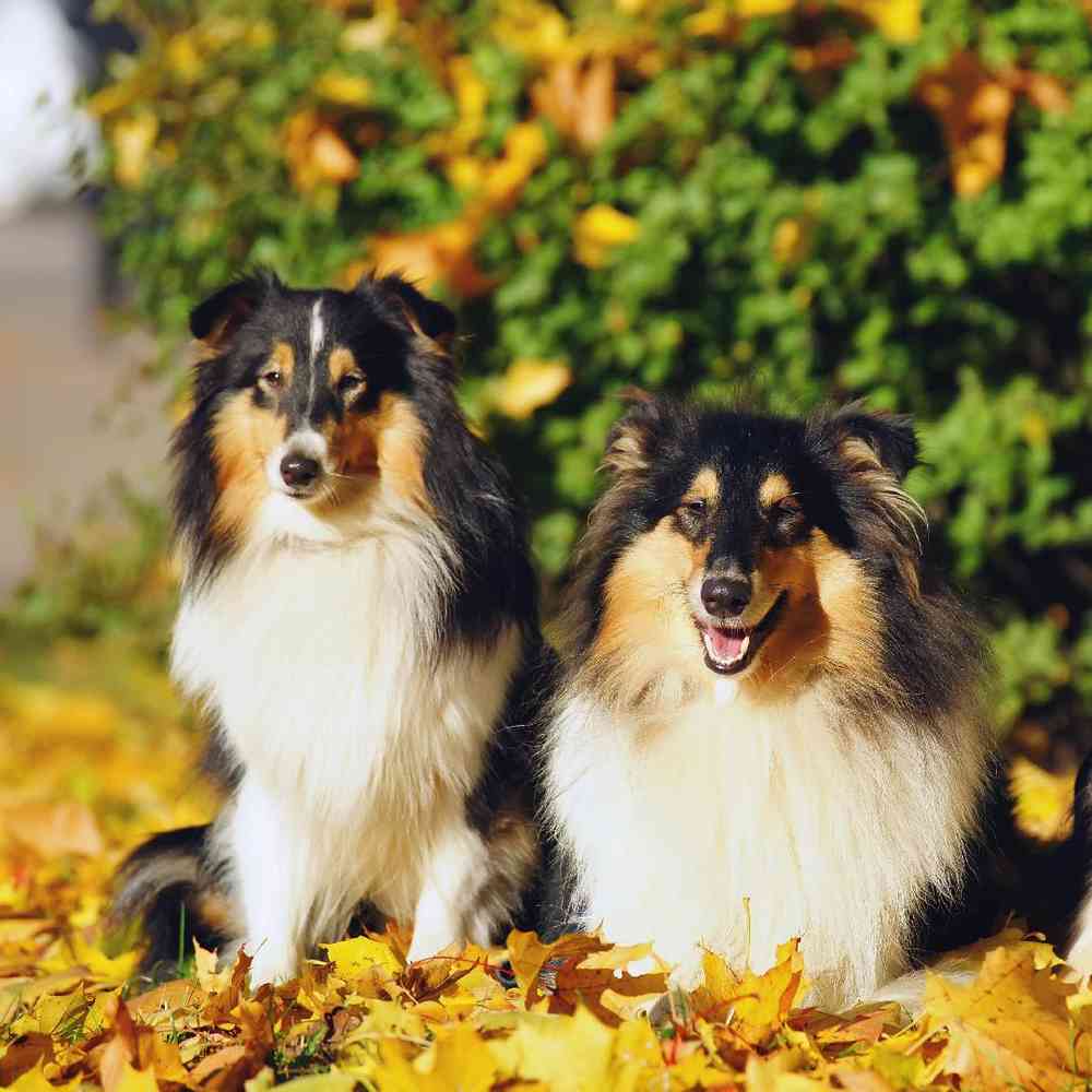 Collie Puppies for Sale