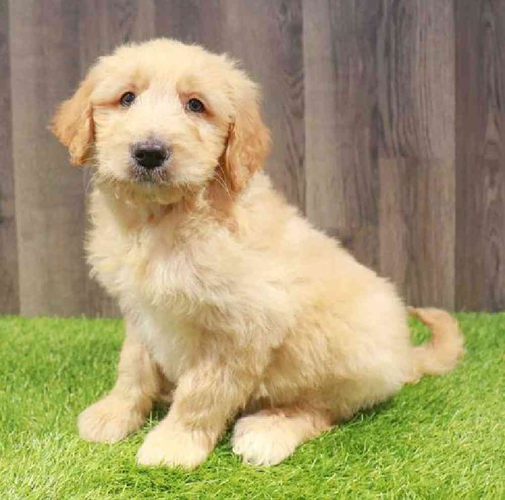 Goldendoodle Puppy for sale in Jacksonville, FL