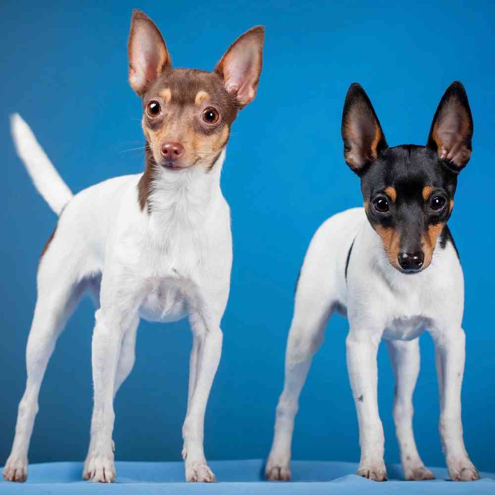 Toy Fox Terrier Puppies for Sale