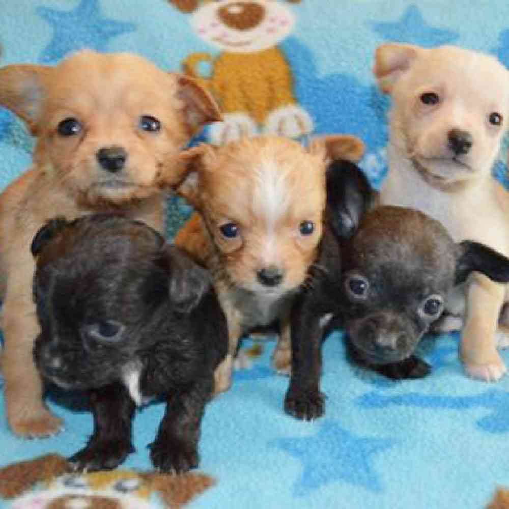 Chiweenie Puppies for Sale