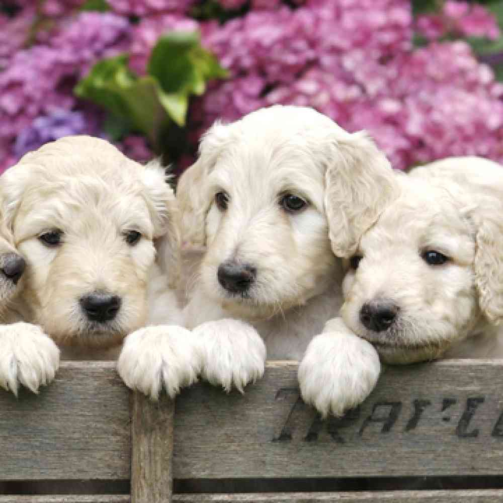 Labradoodle Puppies for Sale