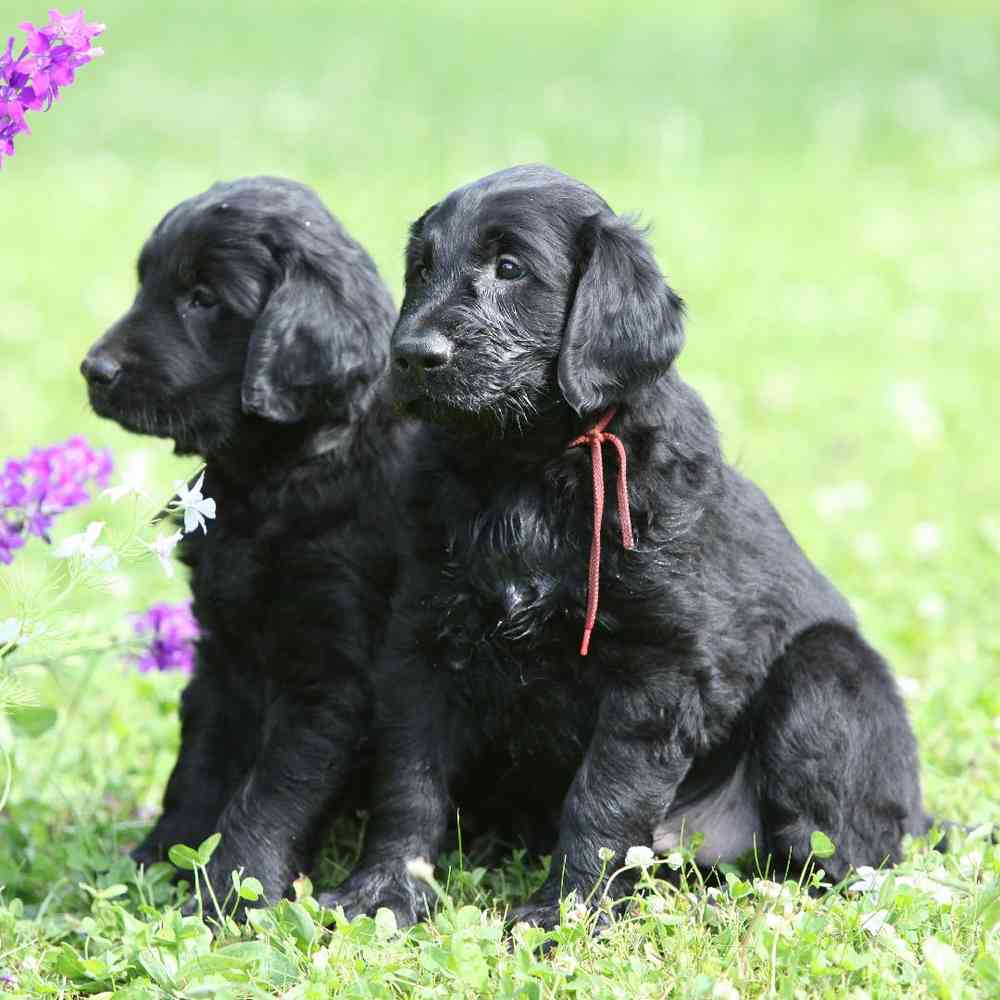 Flat-Coated Retriever Puppies for Sale