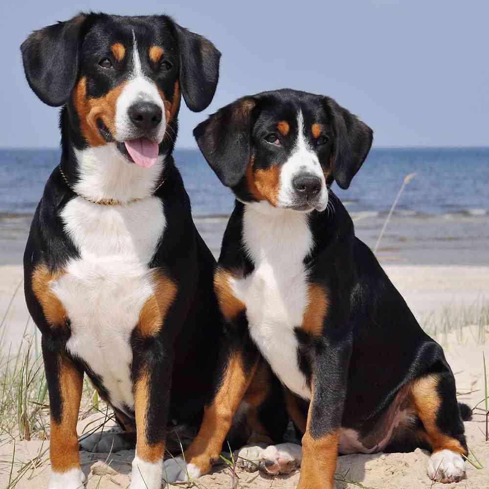 Entlebucher Mountain Dog Puppies for Sale