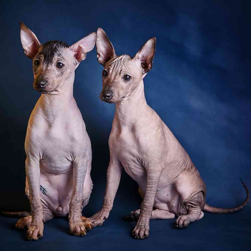 Mexican Hairless Dog Puppies for Sale