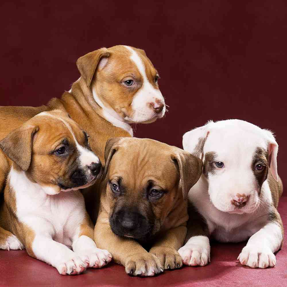 American Pit Bull Terrier Puppies for Sale