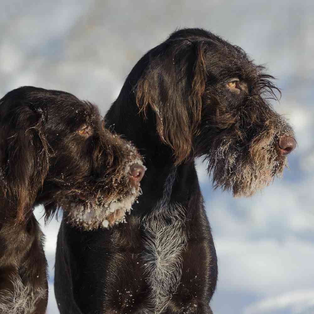 Giant Schnauzer Puppies for Sale