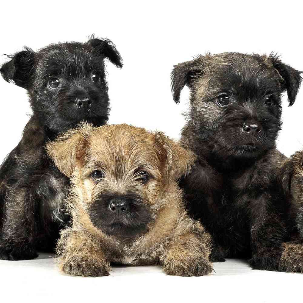 Cairn Terrier Puppies for Sale